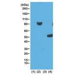 6x-His Tag Antibody in Western Blot (WB)