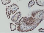 c-Fos Antibody in Immunohistochemistry (Paraffin) (IHC (P))