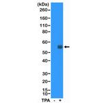 c-Fos Antibody in Western Blot (WB)