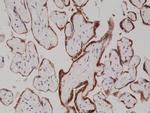 hCG Antibody in Immunohistochemistry (Paraffin) (IHC (P))