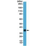 hCG Antibody in Western Blot (WB)