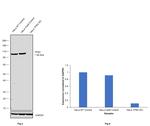 CD71 (Transferrin Receptor) Antibody in Western Blot (WB)