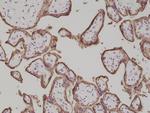 Placental Alkaline Phosphatase Antibody in Immunohistochemistry (Paraffin) (IHC (P))