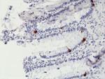 Chromogranin A Antibody in Immunohistochemistry (Paraffin) (IHC (P))