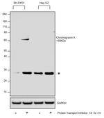 Chromogranin A Antibody in Western Blot (WB)