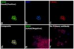 CD20 Antibody in Immunocytochemistry (ICC/IF)