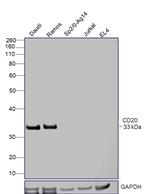 CD20 Antibody in Western Blot (WB)