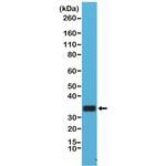 CD20 Antibody in Western Blot (WB)