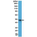 CD79a Antibody in Western Blot (WB)