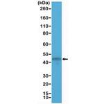 Cytokeratin 19 Antibody in Western Blot (WB)