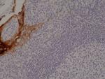 Cytokeratin 4 Antibody in Immunohistochemistry (Paraffin) (IHC (P))