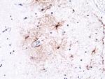 GFAP Antibody in Immunohistochemistry (Paraffin) (IHC (P))