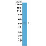 GFAP Antibody in Western Blot (WB)