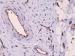 CD31 Antibody in Immunohistochemistry (Paraffin) (IHC (P))