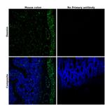 Desmin Antibody in Immunohistochemistry (Paraffin) (IHC (P))