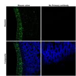 Desmin Antibody in Immunohistochemistry (Paraffin) (IHC (P))