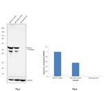 Desmin Antibody