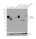 Desmin Antibody in Western Blot (WB)