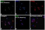 CD21 Antibody in Immunocytochemistry (ICC/IF)