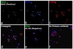 CD21 Antibody