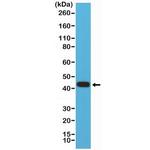 MMP12 Antibody in Western Blot (WB)