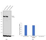 Paxillin Antibody