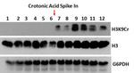 H3K9cr Antibody in Western Blot (WB)