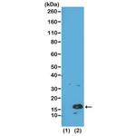 H3K4me3 Antibody in Western Blot (WB)