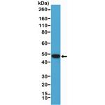 PAX5 Antibody in Western Blot (WB)