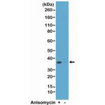 Phospho-p38 MAPK beta (Thr180, Tyr182) Antibody in Western Blot (WB)