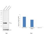 DJ-1 Antibody in Western Blot (WB)