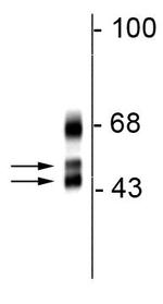 RBFOX1 Antibody in Western Blot (WB)