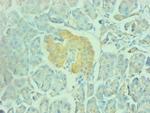 NSE Antibody in Immunohistochemistry (Paraffin) (IHC (P))