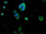 Myoglobin Antibody in Immunocytochemistry (ICC/IF)