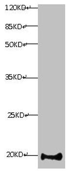 Myoglobin Antibody in Western Blot (WB)