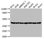 Actin Antibody in Western Blot (WB)