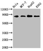 HIF-1 beta Antibody in Western Blot (WB)