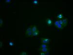 ATF4 Antibody in Immunocytochemistry (ICC/IF)