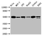 ATF4 Antibody in Western Blot (WB)