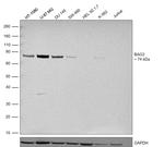 BAG3 Antibody in Western Blot (WB)