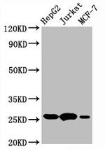 Bcl-2 Antibody in Western Blot (WB)