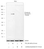 Phospho-B-Raf (Thr401) Antibody