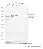 Phospho-B-Raf (Thr401) Antibody in Western Blot (WB)