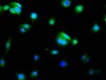 Caspase 9 Antibody in Immunocytochemistry (ICC/IF)