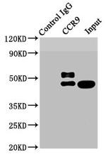 CCR9 Antibody in Western Blot (WB)