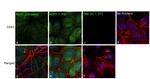 CD81 Antibody