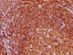 p27 Kip1 Antibody in Immunohistochemistry (Paraffin) (IHC (P))