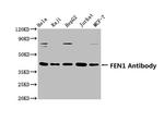 FEN1 Antibody in Western Blot (WB)