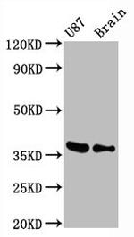 GAPDH Antibody in Western Blot (WB)