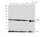 GAPDH Antibody in Western Blot (WB)